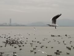 -深圳湾公园(南山区)