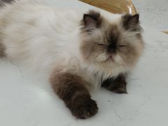 -喵园·猫主题咖啡厅·撸猫·猫咖(国贸店)