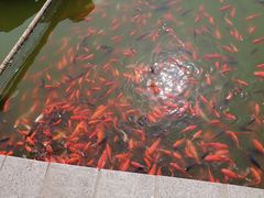 -莲湖公园