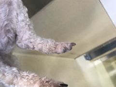 -爱侣宠医·鹦鹉专科·小型哺乳类·异宠专科(灵石路店)