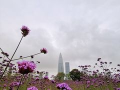 -深圳湾公园(南山区)