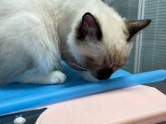 -瑞派·关忠动物医院·猫专科·犬专科(三环新城店)