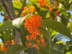 -重庆医科大学附属第一医院(金山院区)