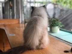 -猫小院猫主题咖啡厅(北锣店)