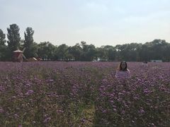 -北京东方普罗旺斯薰衣草庄园