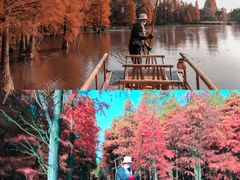 -尚湖风景区