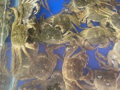 -阳澄湖大闸蟹·琼灵阁牌品牌连锁(吴中总店)