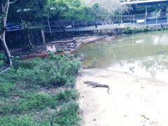 -广东茂名森林公园
