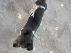 -贝康宠物医院·犬猫全科·小动物特色诊疗中心(东环路店)