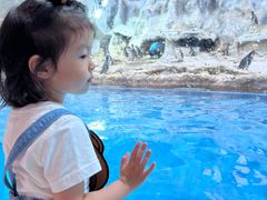 -帝企鹅自助餐厅•儿童岛•真企鹅(长隆企鹅酒店)