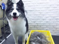 -八公叔叔宠物美容连锁(春申店)