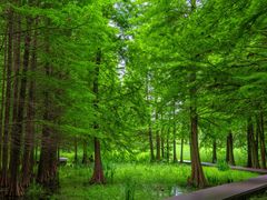 -溱湖国家湿地公园