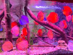 -上海海洋水族馆