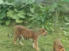 -深圳野生动物园