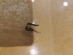 -祥阁食府妈妈菜