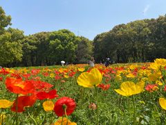 -上海共青森林公园