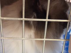-安安宠医宠物医院·异宠·犬猫内科(岳阳分院)
