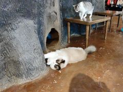 -猫猫幼稚园·撸猫·桌游·电玩