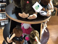 -怀托摩萤火虫洞