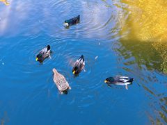 -长白岛森林公园