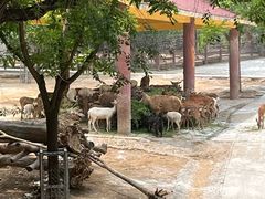 -石家庄市动物园