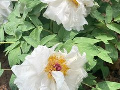 -洛阳市隋唐城遗址植物园