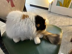 -猫小院猫主题餐厅(南锣旗舰店)