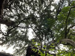 -秋霞圃