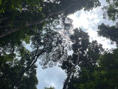 -西双版纳原始森林公园