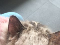 -爱妮康宠物医院·干细胞免疫细胞·肿瘤·心脏(张江店)