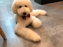 -小尾巴宠物店(万科·金域华庭店)