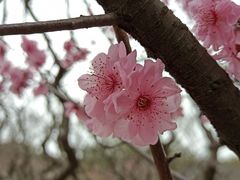 -无锡梅园公园
