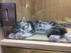 -屋虎猫馆(宝安大仟里店)