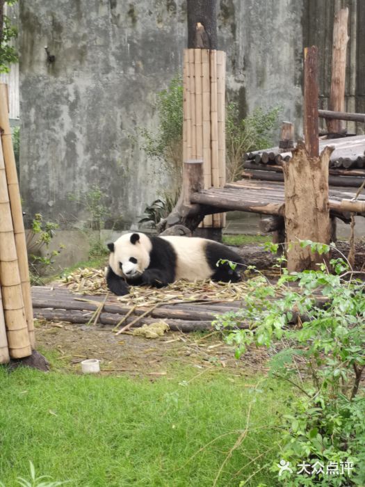 大熊猫繁育研究基地图片