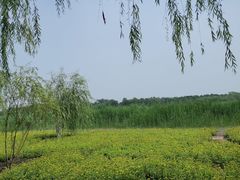 -西青郊野公园