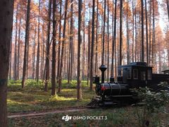 -黄海国家森林公园