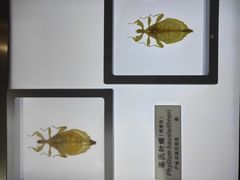 -上海昆虫博物馆