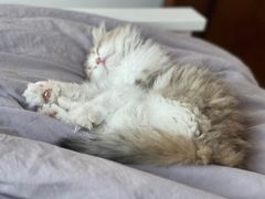 -小猫来了·猫舍(红山六九七九店)