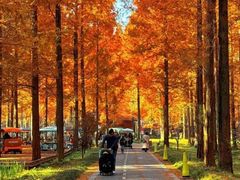 -黄海国家森林公园