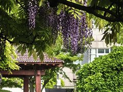-嘉定紫藤园