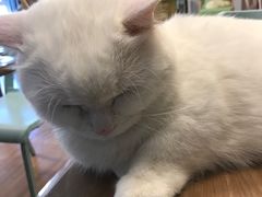 -MOYOYO猫咪咖啡店