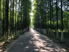 -昆山城市生态森林公园