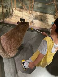 -造物庄园 萌宠纪(苏州湾歌林公园店)