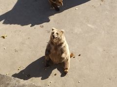 -哈尔滨北方森林动物园