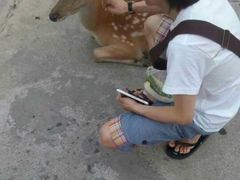 -清迈夜间动物园