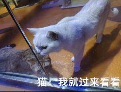 -奇幻萌宠部落(映月湖环宇城店)