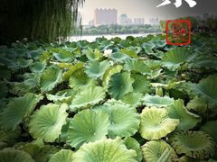 -济南大明湖景区