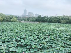 -长春市南湖公园