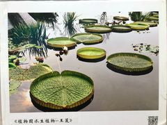 -南山植物园