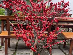 -鲤院·新中式美学·庭院餐厅(夫子庙店)
